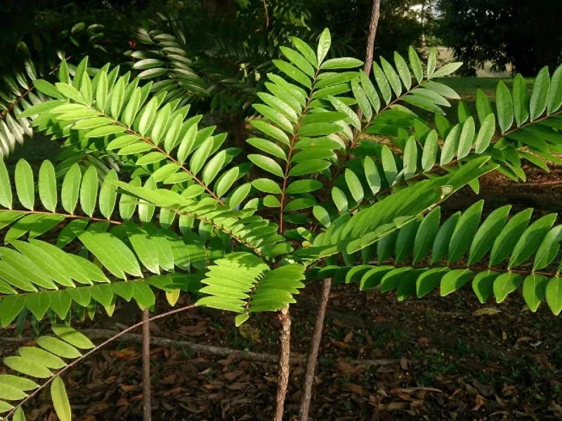 Tongkat Ali — ingredient in Erecmax