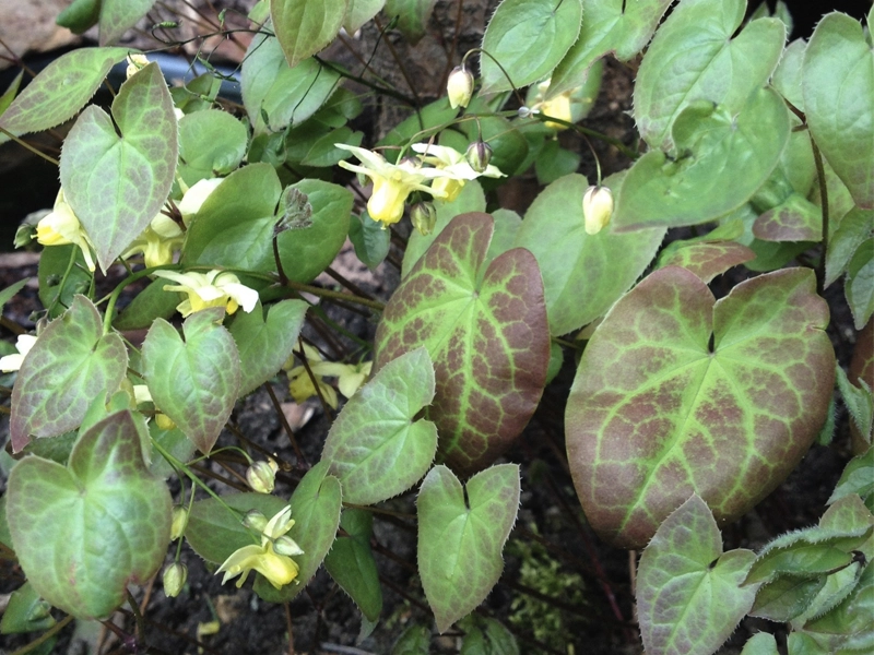 Horny Goat Weed — ingredient in Erecmax