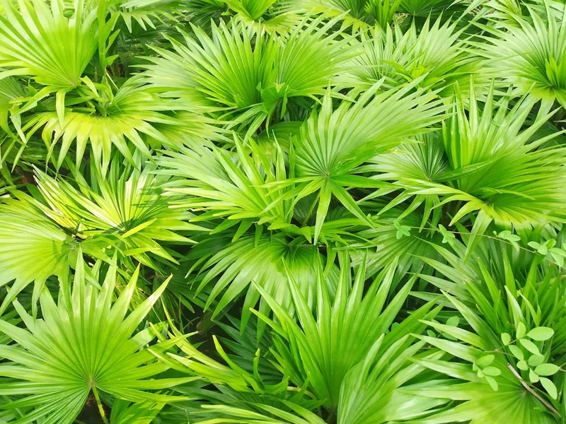 Saw Palmetto — ingredient in Erecmax